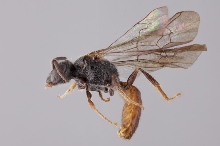 [Eupetersia male (lateral/side view) thumbnail]